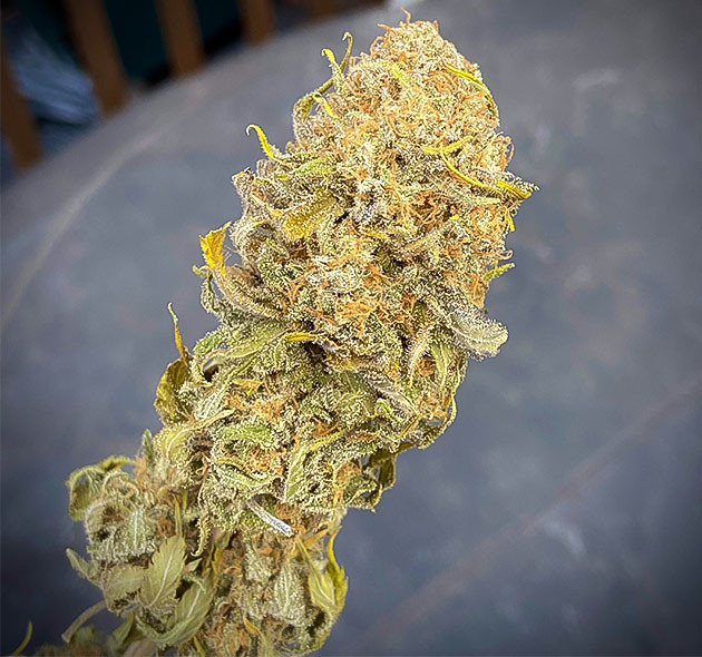 Шишка Chemical Bride