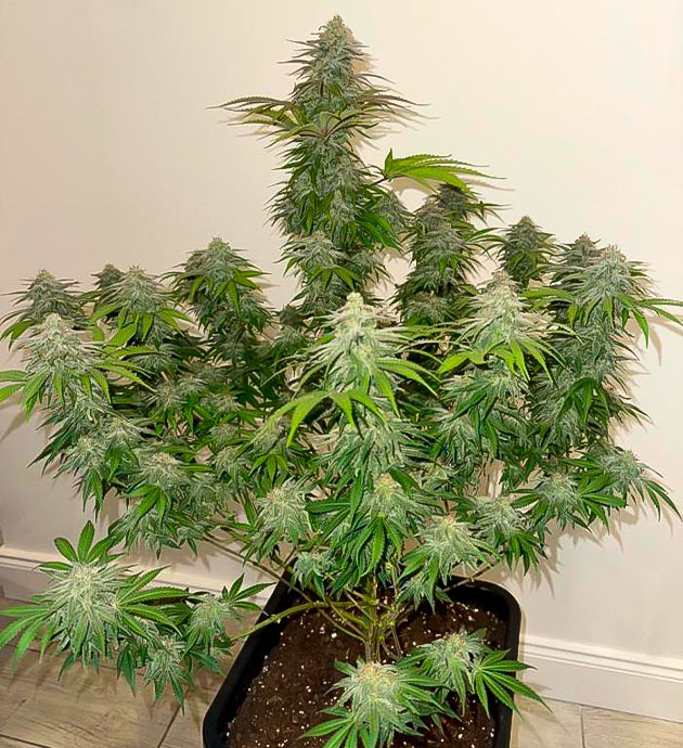 Куст Biscotti Mintz от Barney's Farm на 14 неделе