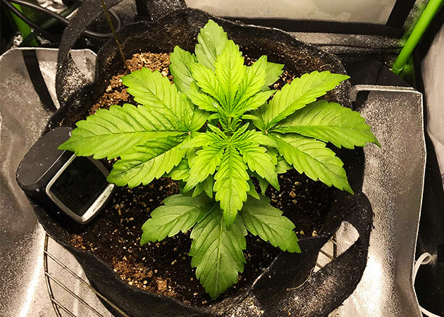 Три пары полноценных индичных листьев