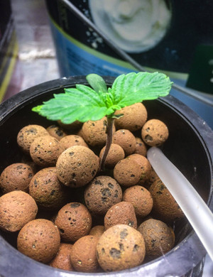 1 пара листьей Gorilla Glue Auto