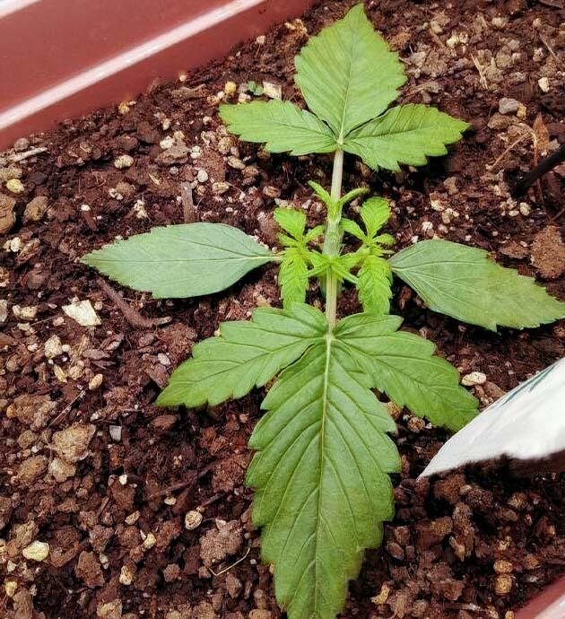 Росток Godfather OG Auto на 2 неделе развития