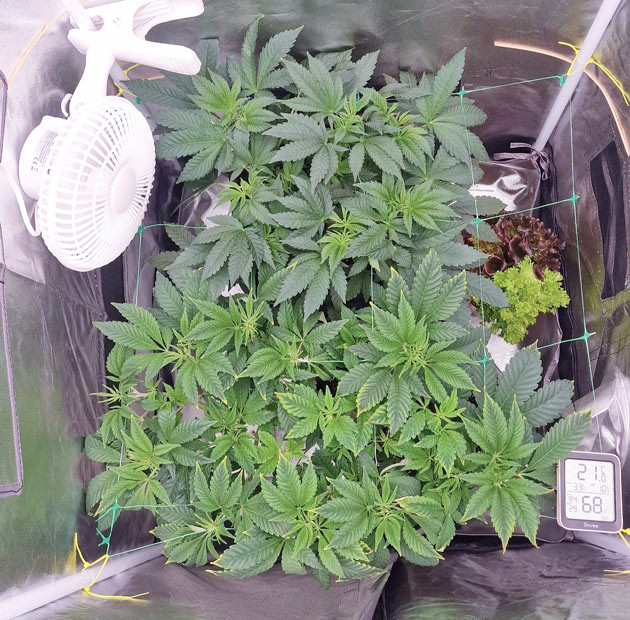 Параметры микроклимата для Poddy Mouth