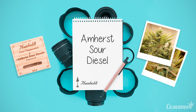 Гроурепорт сорта марихуаны Amherst Sour Diesel