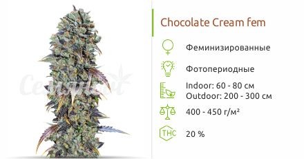Chocolate Cream fem (00 Seeds)
