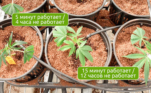 Правила полива: индивидуальный подход