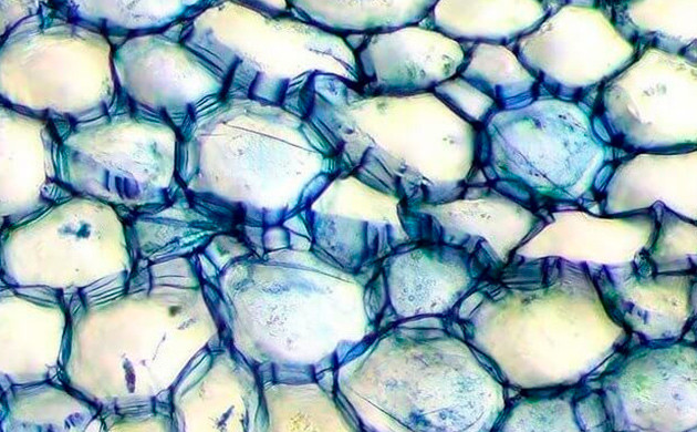 Клетки листа марихуаны