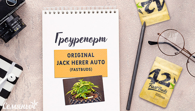 Гроурепорт сорта марихуаны Original Jack Here Auto