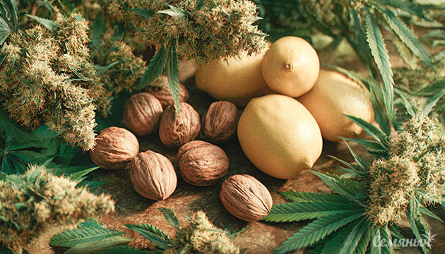 Терпен конопли карен