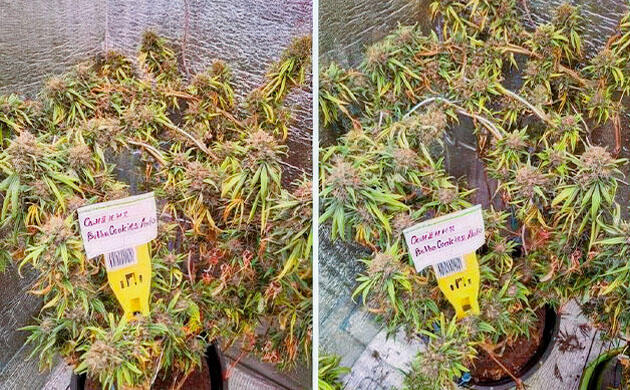 Каннабис после засухи