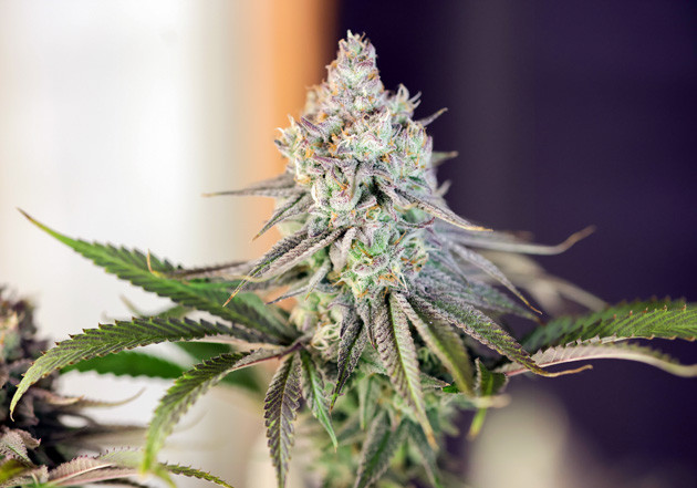 Трихомы окрасились в янтарный цвет