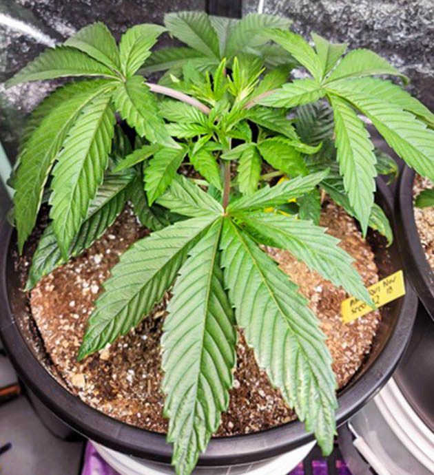 Куст в горшке на 19 литров