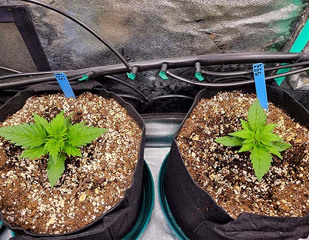 Оптимальные условия роста Apricot Auto