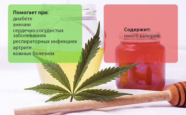 Плюсы и минусы меда из семян конопли