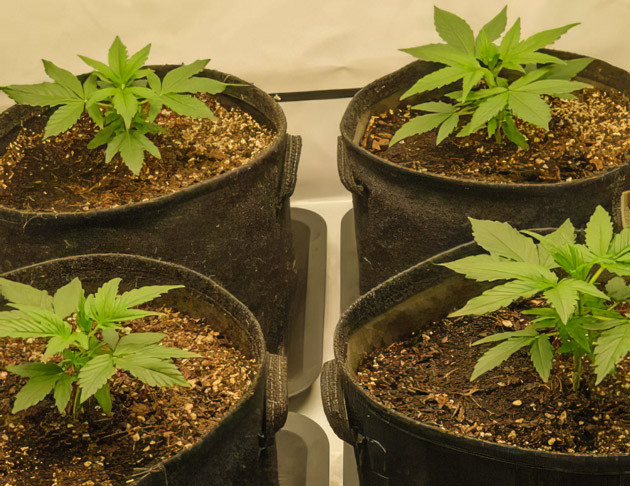 Кусты Apollo F1 Auto на 4 неделе