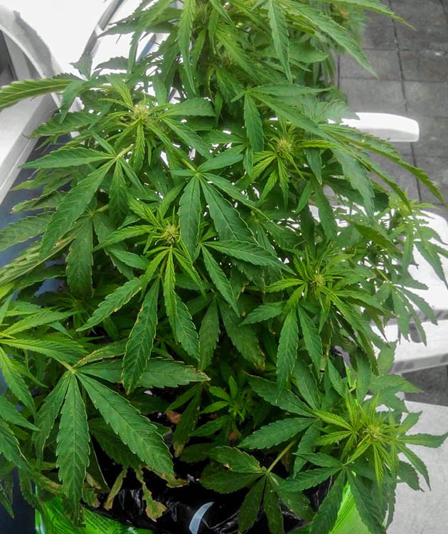 Цветущий куст NYC Diesel Auto