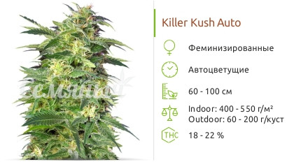 Killer Kush Auto от Sweet Seeds