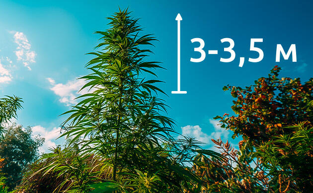 Выращивание конопли Amnesia