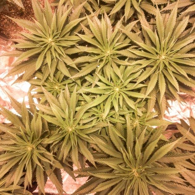 Конопля ростом 60 см