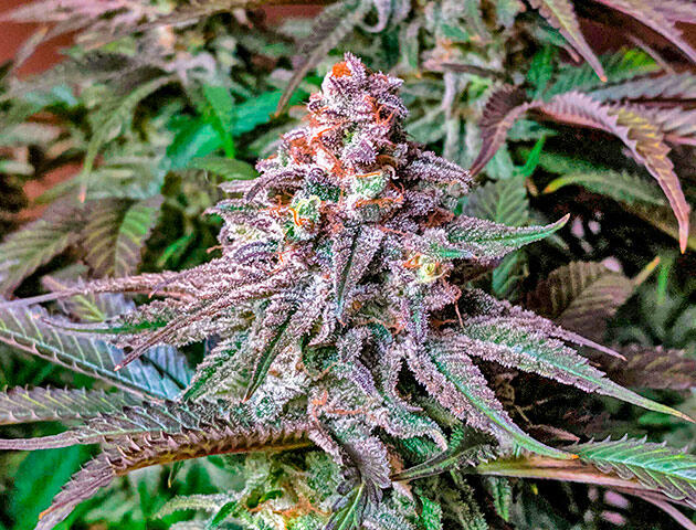 Созревшая шишка каннабиса Jack Herer с янтарными трихомами