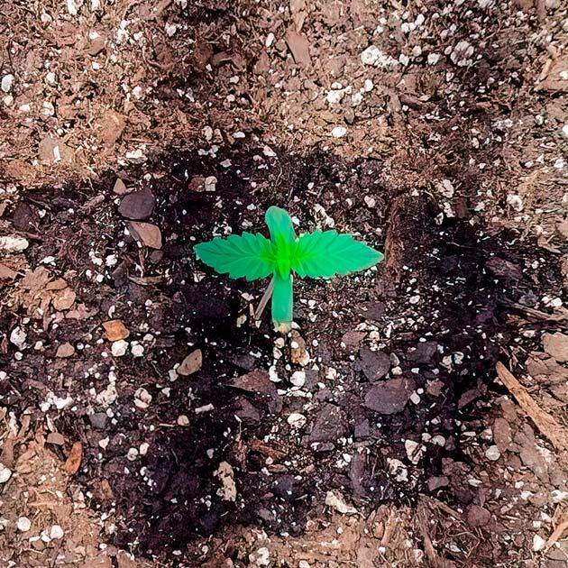 1 неделя выращивания сорта Keepers OG Autoflower