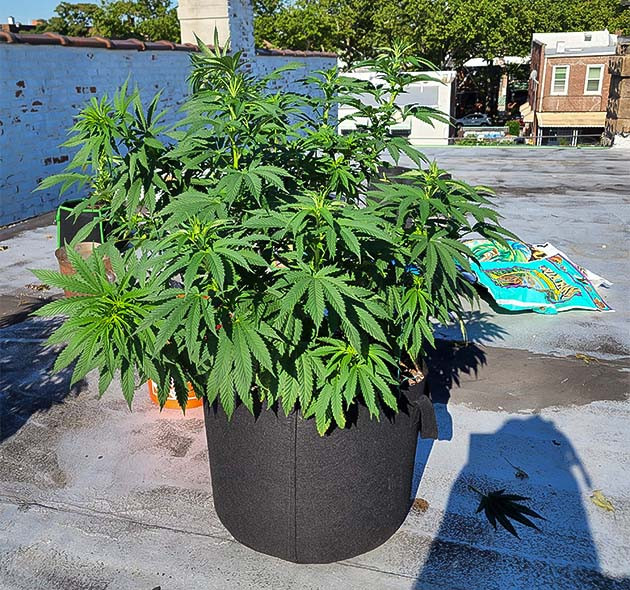 Перевод на цветение растения Runtz Punch