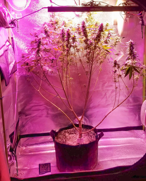 Куст Green Crack 2.0 от Humboldt Seed Organization на 10-12 неделе