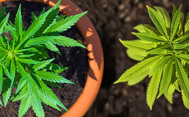 Обогащение земли перед посадкой растений