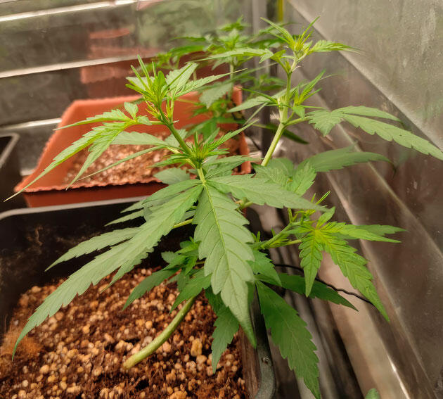 Куст Strawberry Gorilla Auto на 4 неделе выращивания