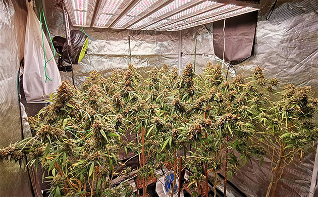 Дозревающие кусты конопли