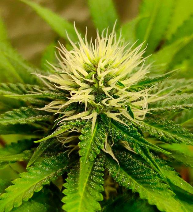 Кусты Blueberry Hill от Herbies Seeds на 6 неделе