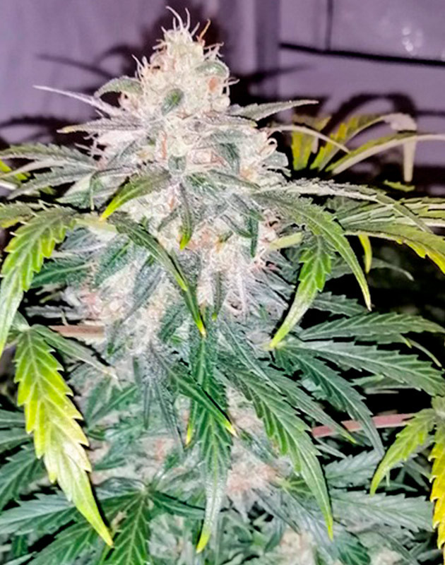 Куст Original Auto Skunk на 10 неделе выращивания