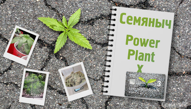 Гроурепорт сорта конопли Power Plant X