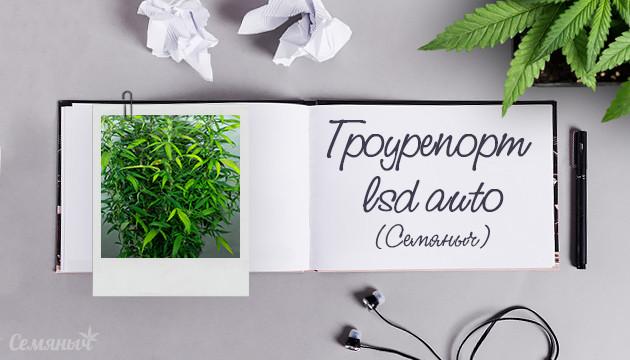 Гроурепорт LSD Auto от Семяныча