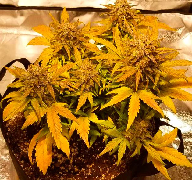 11 неделя роста каннабиса