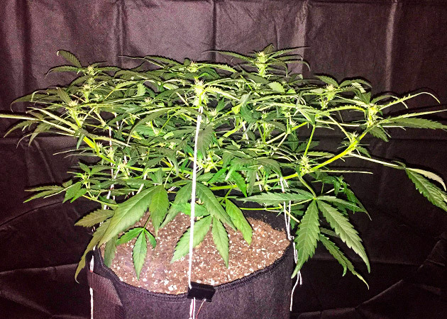 Тренировка куста Zkittlez Auto