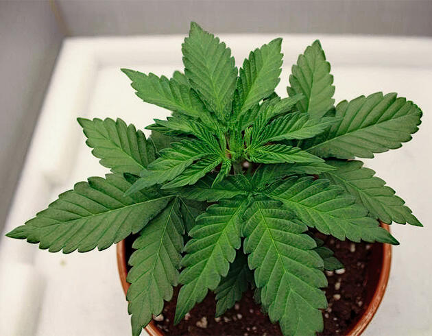 Растишка Papaya Frosting от Barney's Farm на 2 неделе развития