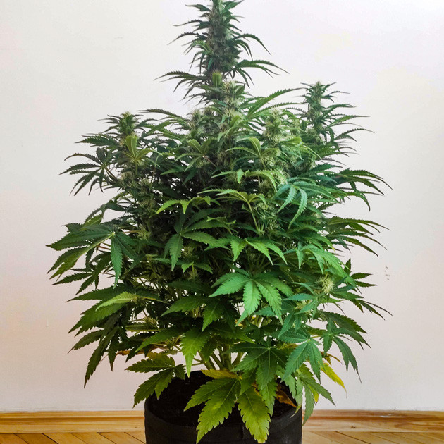 Рост конопли на 7 неделе выращивания 65 см