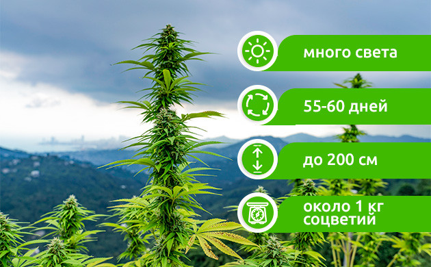 Устойчивость OG Kush к климатическим условиям