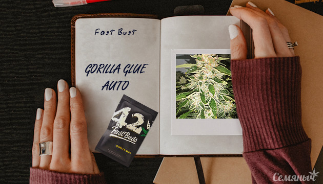 Гроурепорт сорта конопли Gorilla Glue Auto