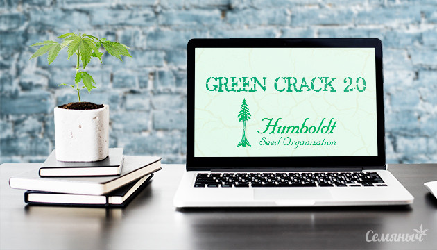 Гроурепорт по выращиванию сорта Green Crack 2.0