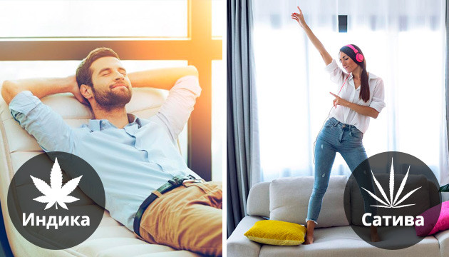 Индика и сатива