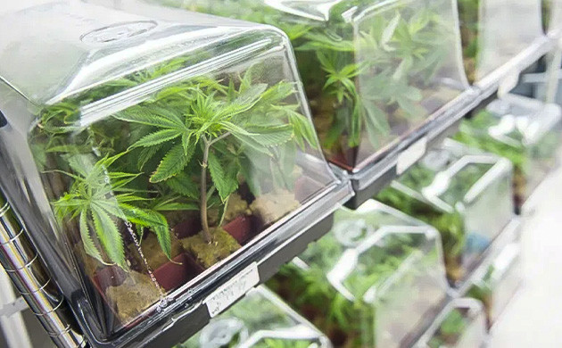 Готовность к опылению: следим за растениями