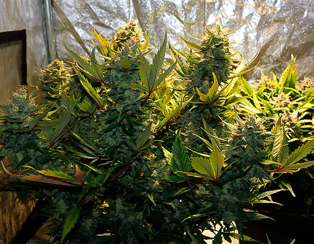 Сбор урожая с куста Zkittlez Auto