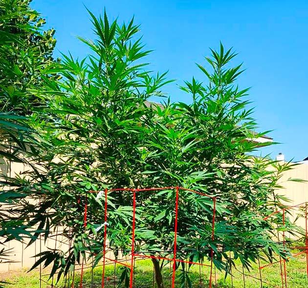 Конопля на этапе активного роста в августе