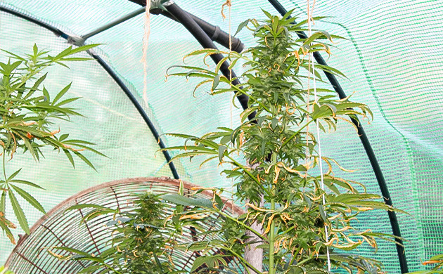 Формирование крупных шишек