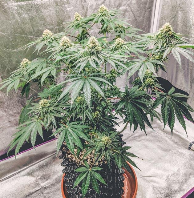 Куст Sapphire OG от Humboldt Seed Organization на стадии цветения