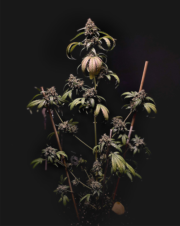 Amnesia Zkittlez Auto: подготовка к промывке