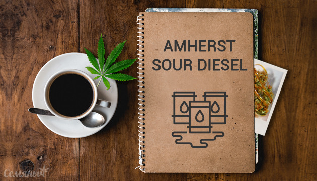 Гроурепорт сорта конопли Amherst Sour Diesel