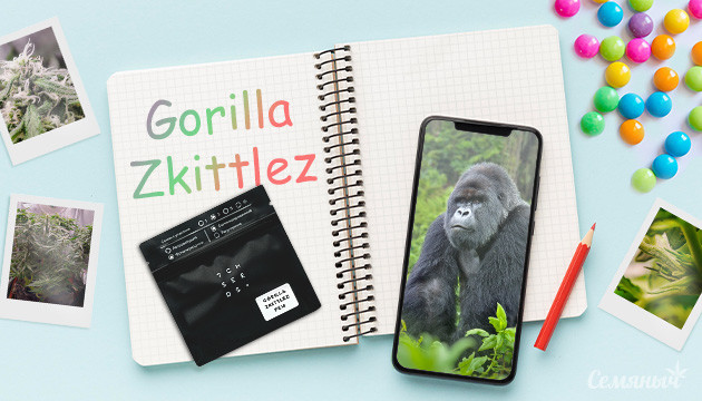 Гроурепорт по выращиванию сорта Gorilla Zkittlez