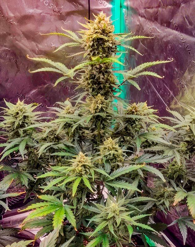 Каннабис Z-Up Auto с крупными смолистыми шишками и плотной структурой